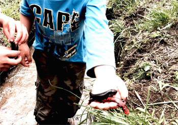 小川のイモリを捕まえる子ども