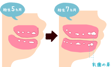 胎生5ヵ月の時、胎生7ヵ月の時（乳歯の芽）