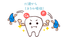 だ液からミネラル吸収！