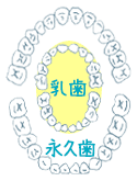 乳歯の歯列と永久歯の歯列。
