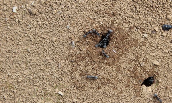 アリのすを観察（かんさつ）しよう！