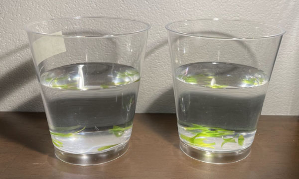 葉っぱの光合成が見える実験をしてみよう