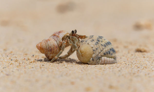 ヤドカリの引っこしを観察（かんさつ）しよう！