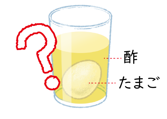 たまごのカラをお酢で溶（と）かそう！