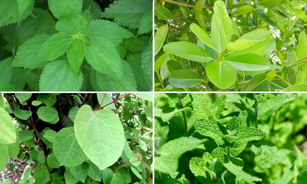 いろいろな角度から葉のつき方を見てみよう