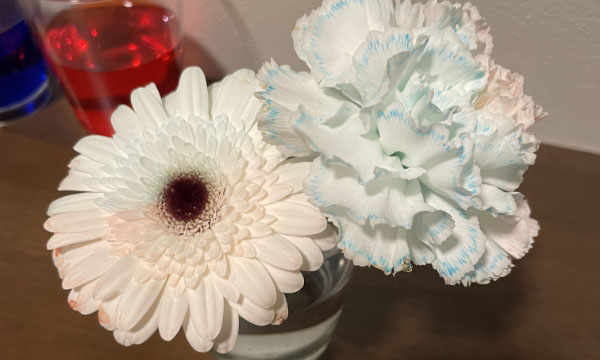 白い花をカラフルに変えよう！