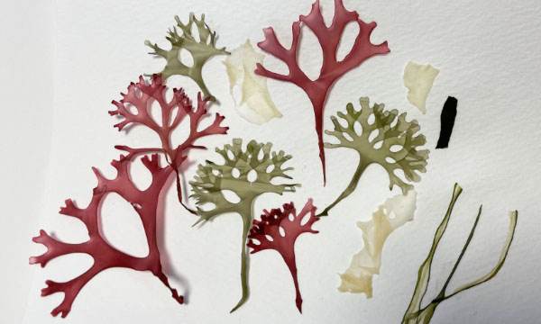 海そうの標本を作ろう！