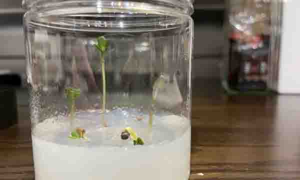 寒天で発がのようすを観察しよう！