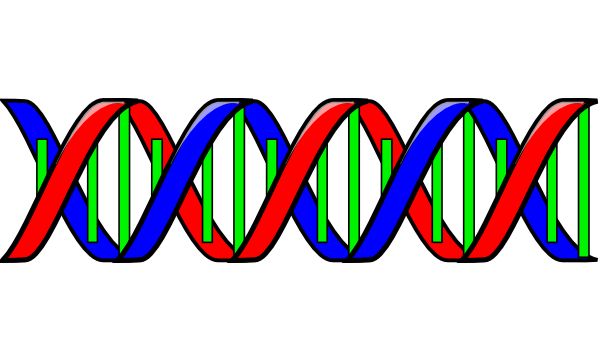 ブロッコリーの DNA を取り出す