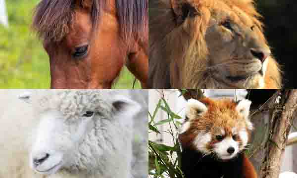 動物園でホニュウ類の目の位置を調べる