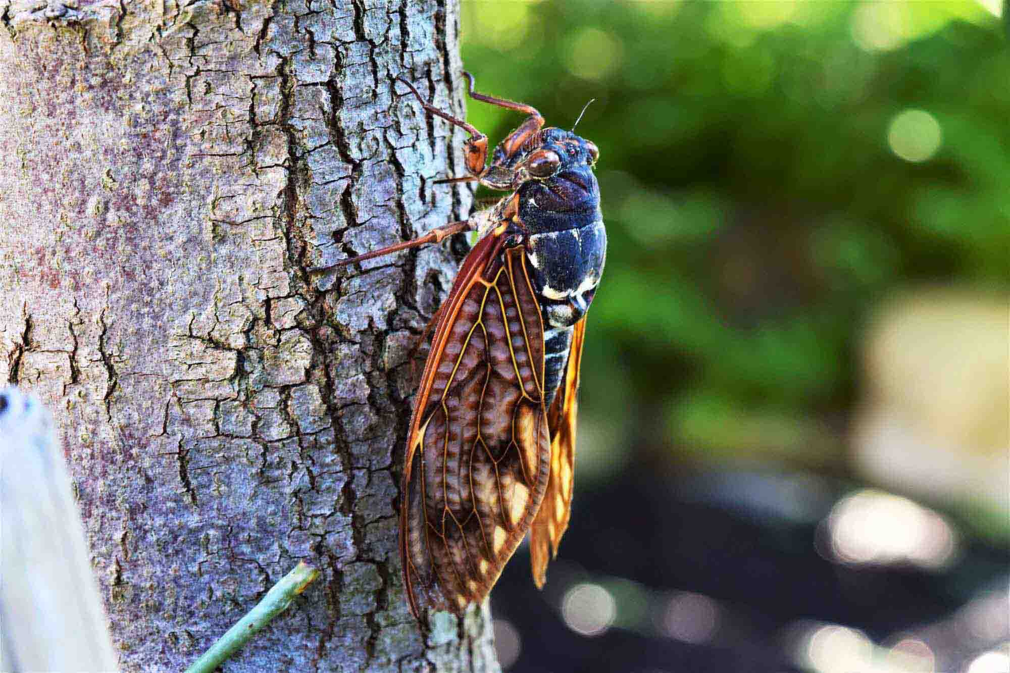 セミの鳴き声を調べよう