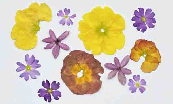 きれいなおし花を作ろう！