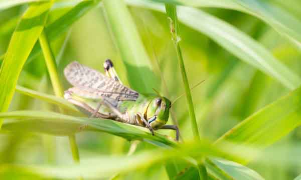 こん虫をつかまえて観察しよう