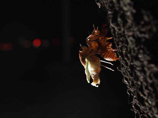 セミの羽化を観察しよう！