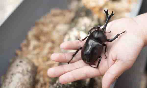 明りで虫を集めて観察しよう