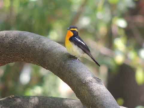 庭や公園に来る鳥を調べよう！