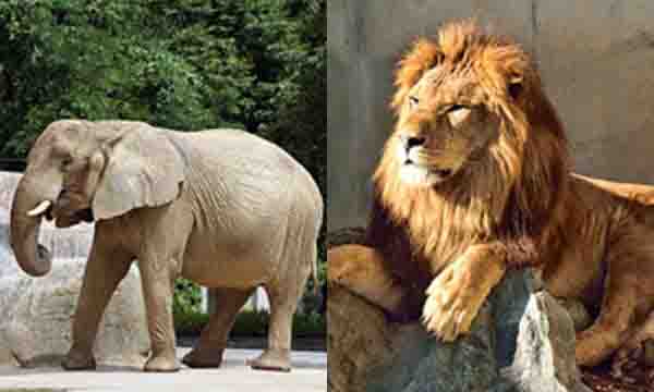 動物園（どうぶつえん）で動物の観察（かんさつ）をしよう！