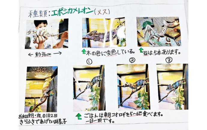 『カメレオンのレオン』