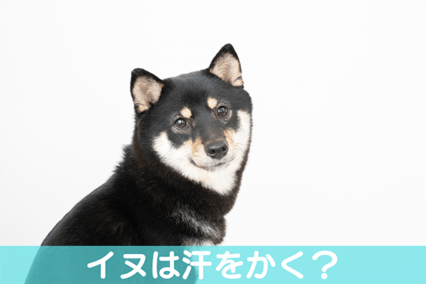 イヌは汗をかく？