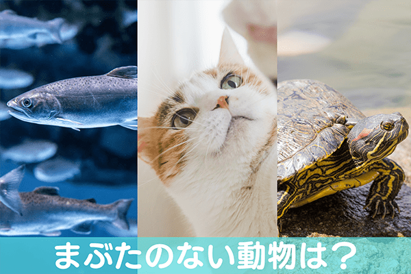 まぶたのない動物は？
