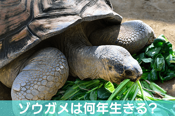 ゾウガメは何年生きる？