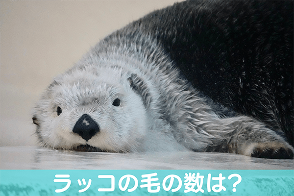 ラッコの毛の数は？