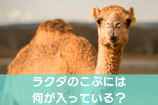 ラクダのこぶには何が入っている？