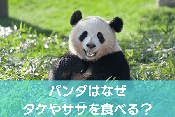 パンダはなぜタケやササを食べる？