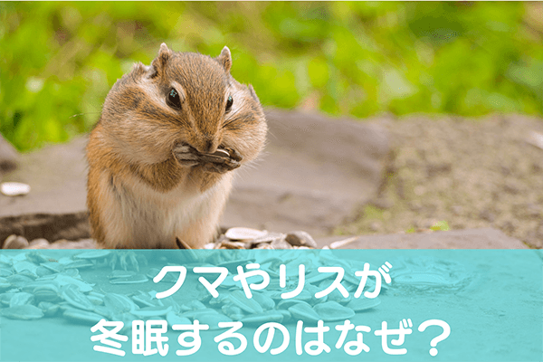 クマやリスが冬眠するのはなぜ？