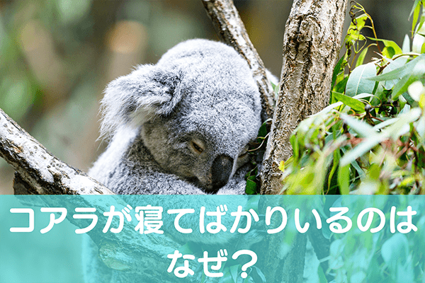 コアラが寝てばかりいるのはなぜ？