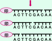 DNAの特定の1本鎖