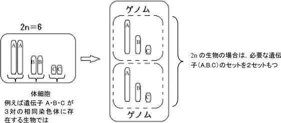 ゲノムをイメージ
