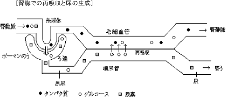 腎臓での再吸収と尿の生成