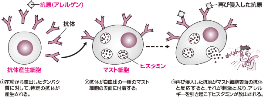 アレルギーのしくみで出てくる抗体と,体液性免疫で出てくる抗体の違いの図