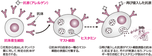 アレルギーのしくみで出てくる抗体と，体液性免疫で出てくる抗体の違いの図
