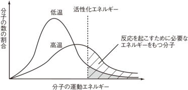 高温で反応速度が大きくなるのはなぜ？