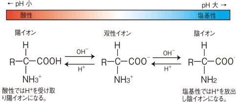等電点とは何?簡単に解説