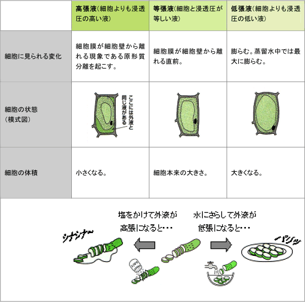【生体物質と細胞】植物細胞の浸透圧が理解できません。