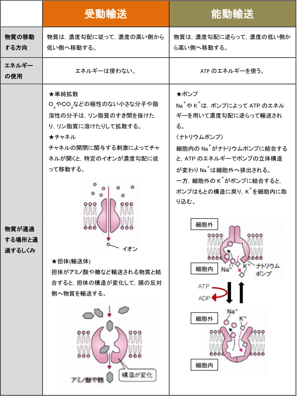 【生体物質と細胞】受動輸送と能動輸送,チャネルとポンプの違いがわかりません。