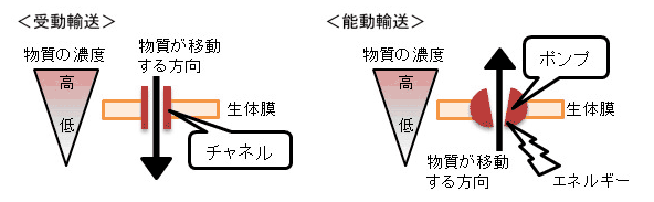 【生体物質と細胞】受動輸送と能動輸送，チャネルとポンプの違いがわかりません。  