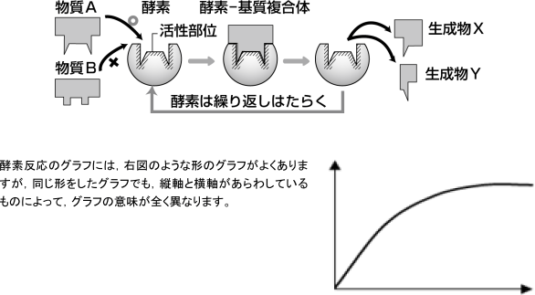 【生命現象とタンパク質】酵素反応のグラフの見方がわかりません。