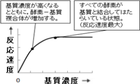 【生命現象とタンパク質】酵素反応のグラフの見方がわかりません。