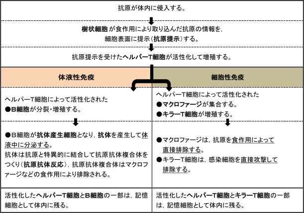 体液性免疫と細胞性免疫の違いとは?簡単に解説!