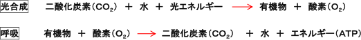 【代謝】光合成と呼吸の違いがわかりません。