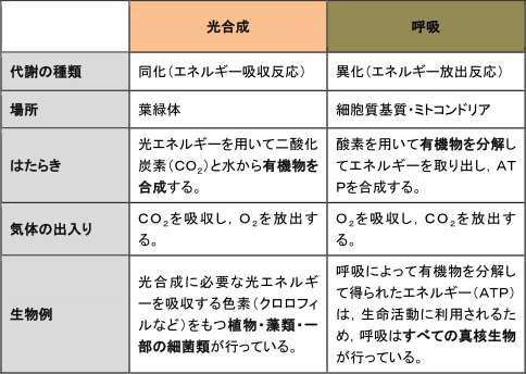 【代謝】光合成と呼吸の違いがわかりません。
