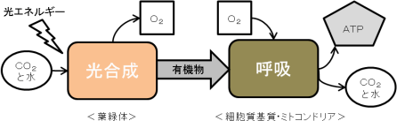 【代謝】光合成と呼吸の違いがわかりません。