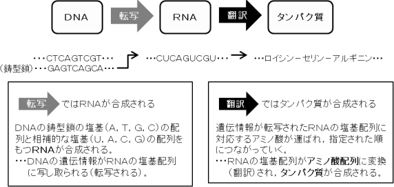 転写と翻訳の違いとは【遺伝子の発現】