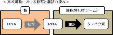 転写と翻訳の違いとは【遺伝子の発現】