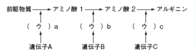 【遺伝子の発現】一遺伝子一酵素説の問題の解き方がわかりません。