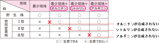 【遺伝子の発現】一遺伝子一酵素説の問題の解き方がわかりません。